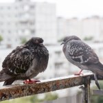 Jak pozbyć się gołębi z balkonu? Sposób na czysty parapet i balkon