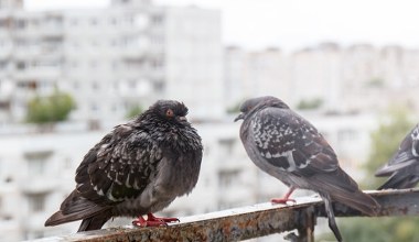 Jak pozbyć się gołębi z balkonu? Sposób na czysty parapet i balkon