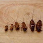 Jak pozbyć się karaluchów z domu?