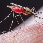 Jak pozbyć się komarów? Skuteczne sposoby