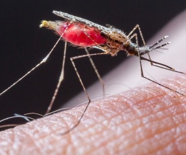 Jak pozbyć się komarów? Skuteczne sposoby