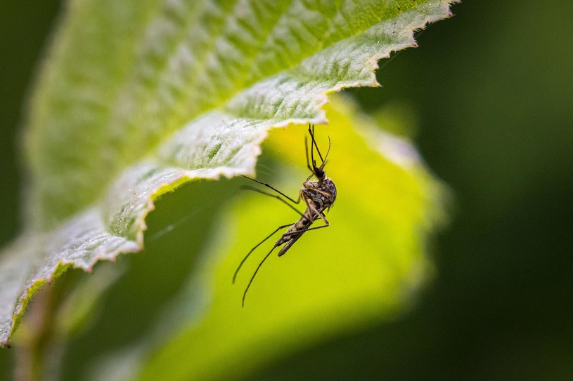 Jak pozbyć się komarów z domu i ogrodu? Dobrym pomysłem jest posadzenie roślin, które je odstraszają /123RF/PICSEL