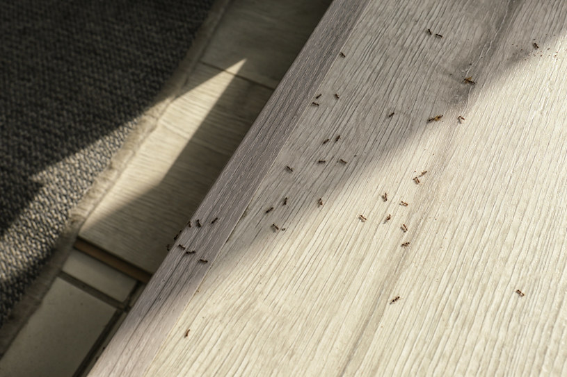 Jak pozbyć się mrówek w domu? Oto kilka sprawdzonych sposobów /123RF/PICSEL /123RF/PICSEL
