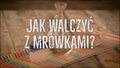 Jak pozbyć się mrówek z domu? Domowy sposób na mrówki