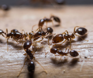 Jak pozbyć się mrówek z domu i ogrodu?