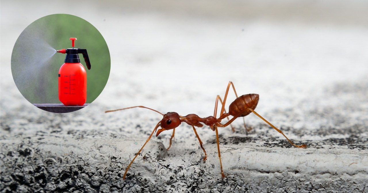 Jak pozbyć się mrówek z ogrodu? Pomoże domowy spray na bazie goździków /123rf.com /INTERIA.PL