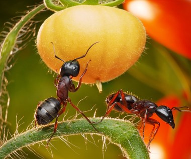 Jak pozbyć się mrówek z ogrodu?