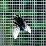 Jak pozbyć się much z domu i ogródka? Sprawdzone sposoby