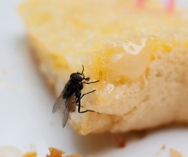 Jak pozbyć się much z domu i ogródka? Sprawdzone sposoby
