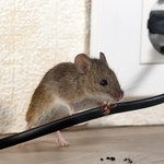 Jak pozbyć się myszy i innych gryzoni z domu?