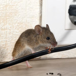 Jak pozbyć się myszy?