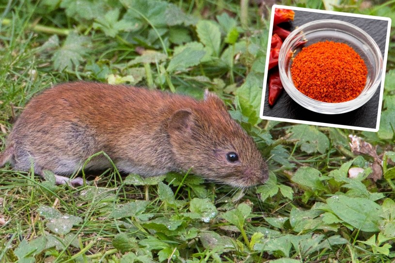 Jak pozbyć się nornicy z ogrodu domowym sposobem? To proste! /123RF/PICSEL