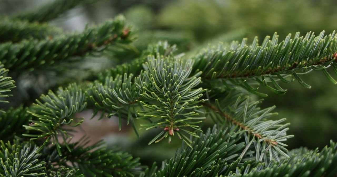 Jak pozbyć się owadów i pajęczaków z choinki? /Wojciech Olkusnik /East News