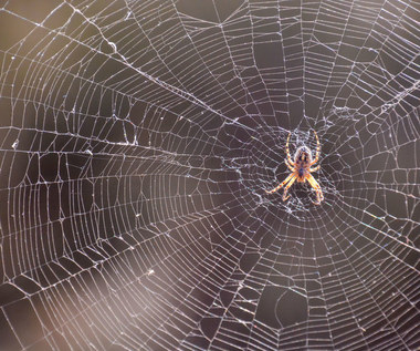 Jak pozbyć się pająków z domu?