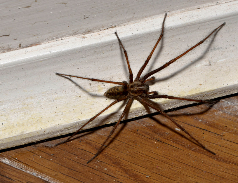Jak pozbyć się pająków z domu? /FLPA/John Eveson /East News
