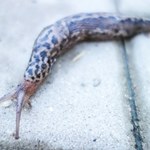 Jak pozbyć się ślimaków bez skorupy? Ogrodnik zdradza świetny sposób