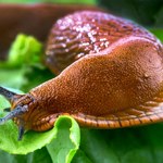 Jak pozbyć się ślimaków ogrodowych?