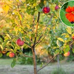 Jak pozbyć się szkodników z drzewek owocowych? Posadź te rośliny, a robaki uciekną w popłochu