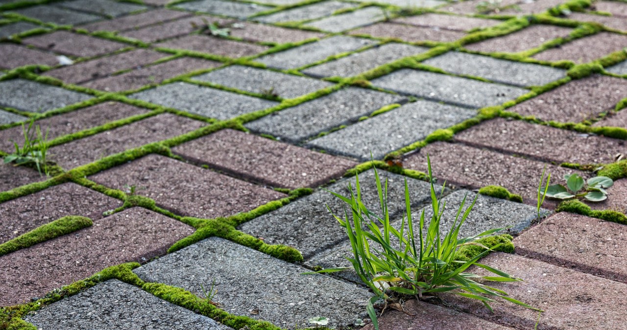 Jak pozbyć się zabrudzeń z kostki brukowej? /123RF/PICSEL
