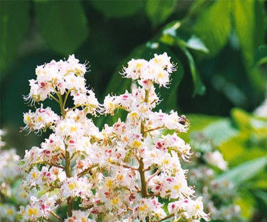 Jak pozbyć się żylaków za pomocą nalewki z kwiatów kasztanowca?