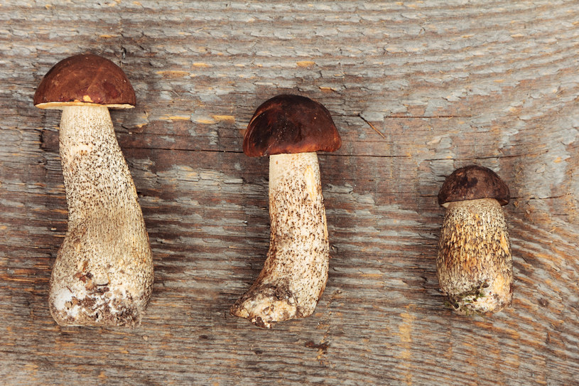 Jak poznać, które grzyby są jadalne? /123RF/PICSEL