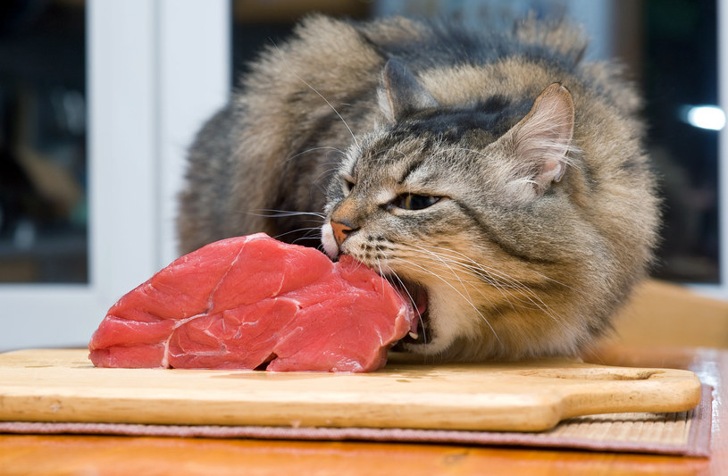 Jak prawidłowo karmić kota? /123RF/PICSEL