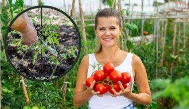 Jak prawidłowo podwiązywać pomidory? Dzięki temu gałązki nie będą się łamać