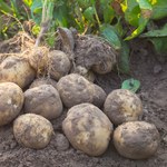 Jak prawidłowo uprawiać ziemniaki? Poznaj wskazówki dla początkującego ogrodnika