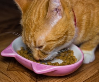 Jak prawidłowo żywić kota?