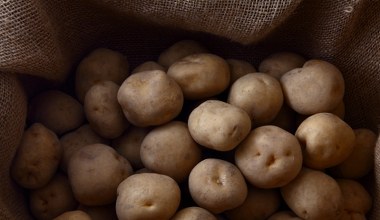 Jak przechowywać ziemniaki, żeby długo były twarde i nie kiełkowały? Patent dziadka nie ma sobie równych 