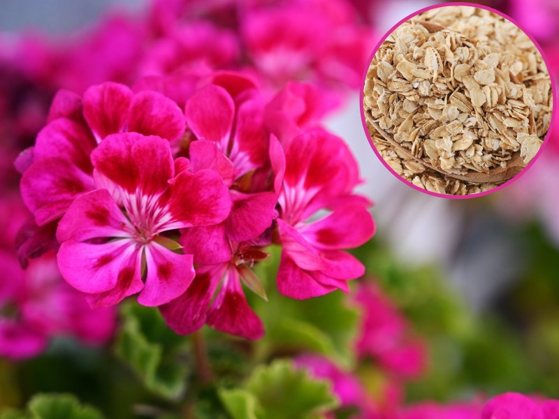 Jak przedłużyć kwitnienie pelargonii? Wystarczy zastosować produkt z szafki kuchennej /Pixel