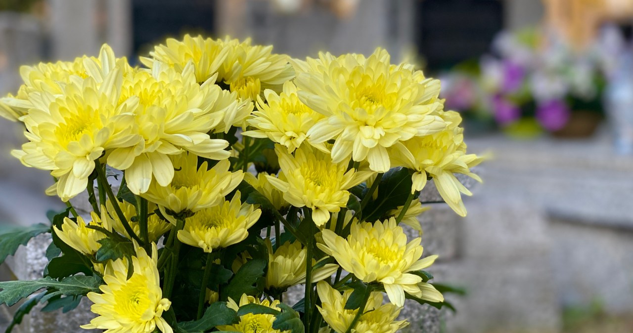 Jak przedłużyć świeżość ciętych chryzantem w wazonie? Tak postoją w domu lub na cmentarzu nawet i miesiąc /Canva /Pixel