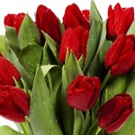 Jak przedłużyć trwałość bukietu tulipanów?