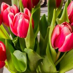 Jak przedłużyć żywotność tulipanów w wazonie? Oto kilka domowych sposobów