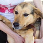 Jak przetrwać pierwsze dni po wzięciu psa ze schroniska? "Świadoma adopcja psa ma odcienie szarości"