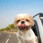Jak przewozić psa w samochodzie? Aktualne przepisy