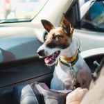 Jak przewozić psa w samochodzie? Mandat to nawet 500 zł