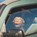 Jak przewozić psa w samochodzie? Na przednim czy tylnym siedzeniu