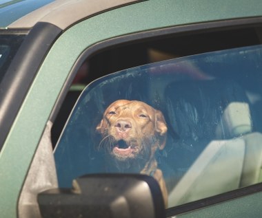 Jak przewozić psa w samochodzie? Na przednim czy tylnym siedzeniu