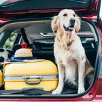 ​Jak przewozić psa w samochodzie? To musi wiedzieć każdy kierowca