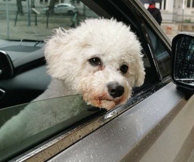 Jak przewozić psa w samochodzie? To zależy czy dużego, czy małego