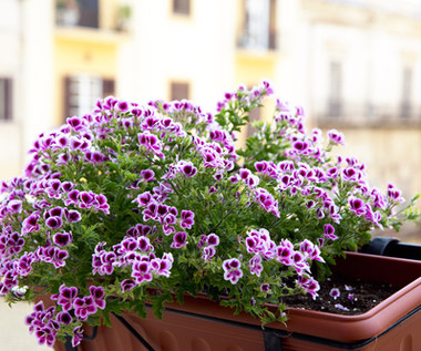 Jak przezimować pelargonie?