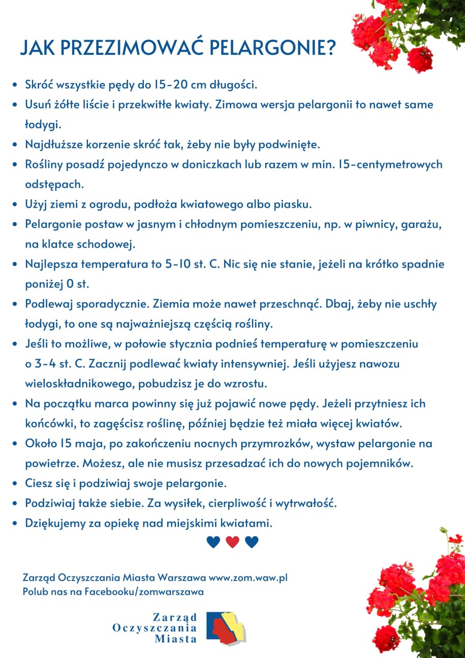 Jak przezimować pelargonie? /ZOM Warszawa /Materiały prasowe