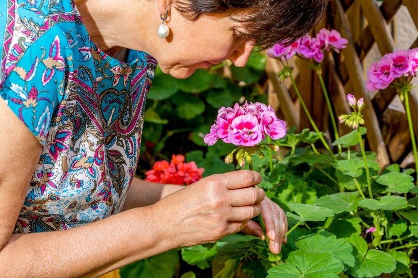 Jak przezimować pelargonie? /123RF/PICSEL