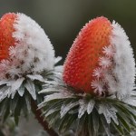 Jak przezimować truskawki? Zrób to, a krzaczki przetrwają najgorsze mrozy