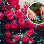 Jak przyciąć róże po przekwitnięciu?