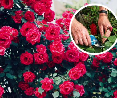 Jak przyciąć róże po przekwitnięciu?