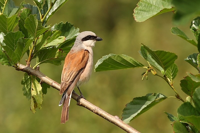 Jak przyciągnąć ptaki do ogrodu? Na zdjęciu dzierzba gąsiorek. /Kaeptn chemnitz /Wikimedia