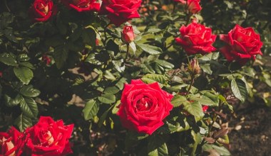 Jak przycinać róże, by obsypały się kwiatami? Ogrodnik zdradza trik