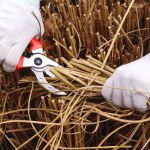 Jak przycinać trawy ozdobne na wiosnę? Prosty trik i będą bujne